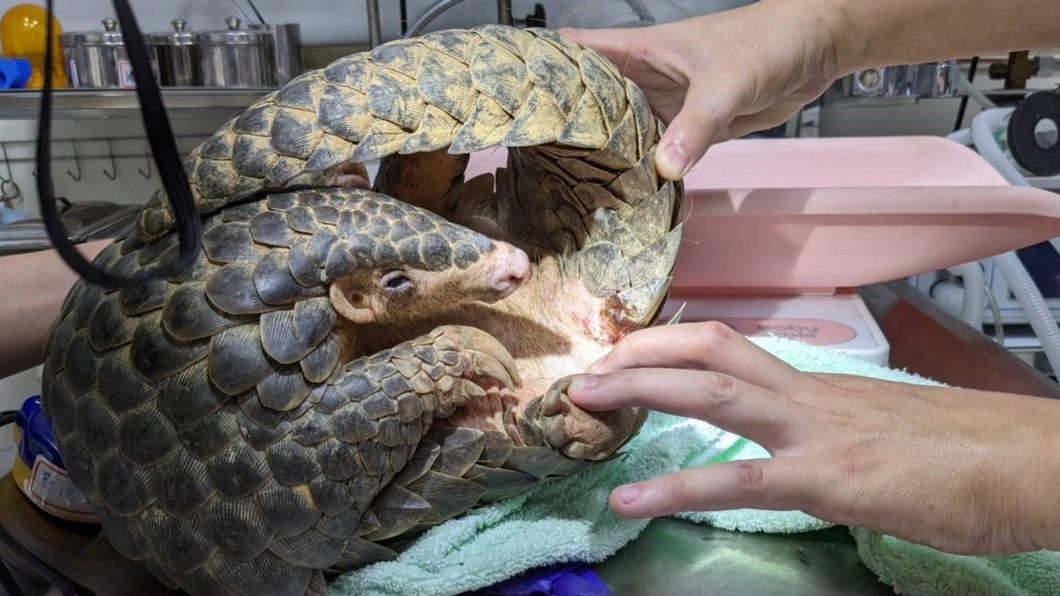 二級保育穿山甲現蹤 新竹動物園收容檢傷後野放