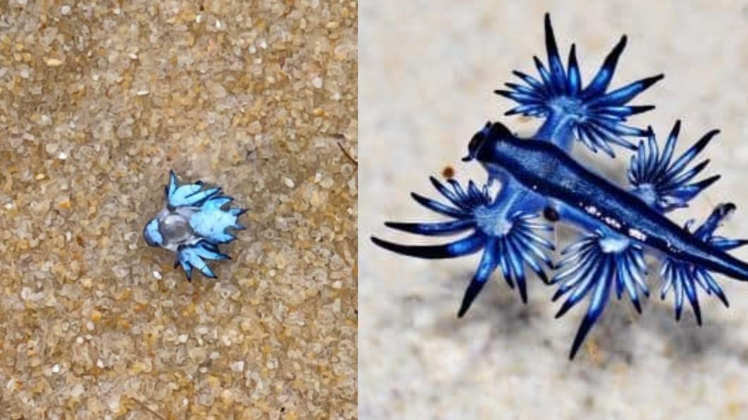 普吉島海灘驚現「夢幻藍龍」 專家急喊:千萬別碰