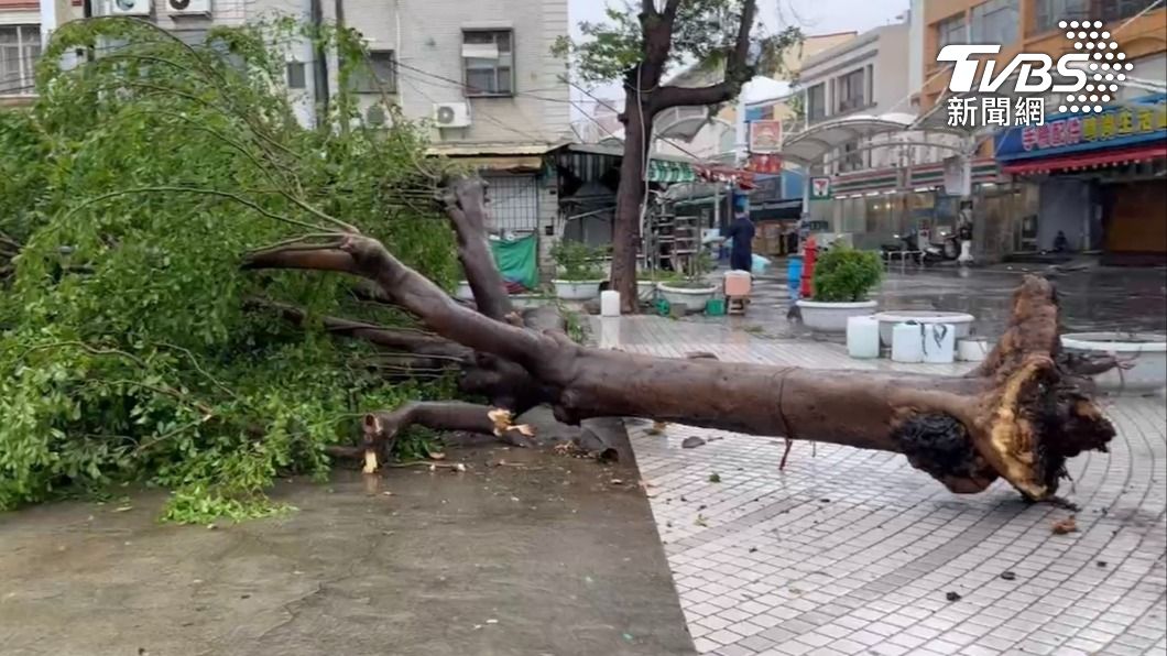 當地著名的百年老樹被連根拔起。(圖/TVBS)