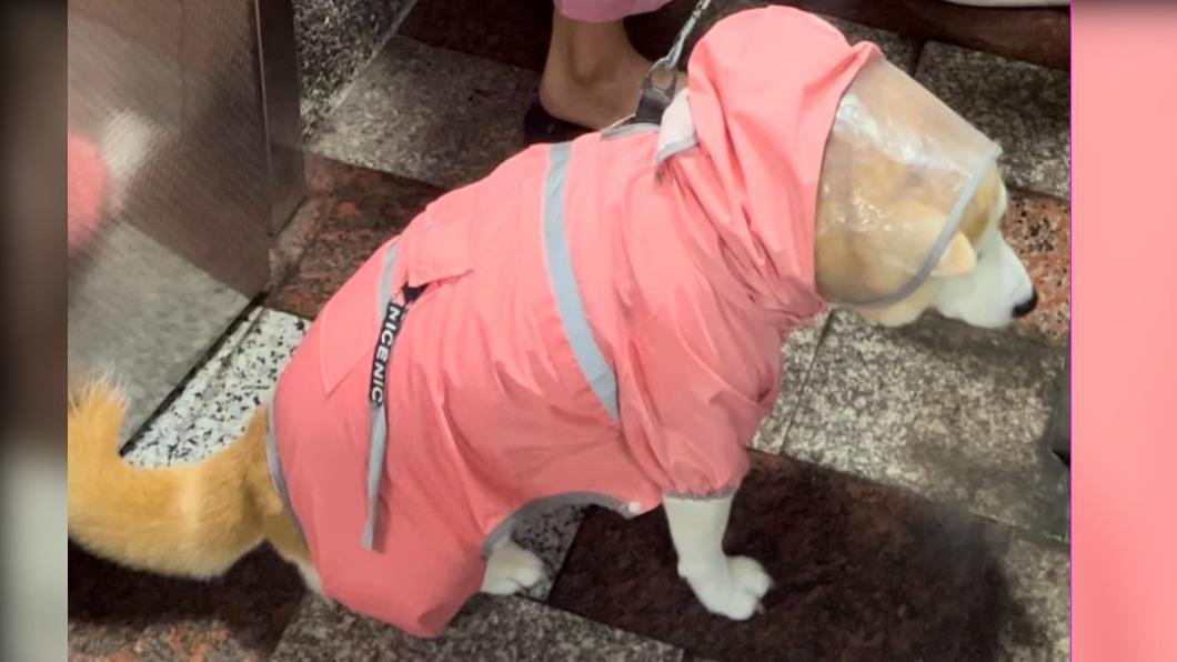 飼主全副武裝將TAKI穿戴好防颱衣服。（圖／翻攝自I AM 柴犬 TAKI臉書）