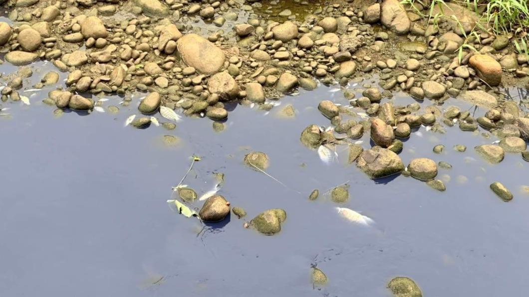 大量魚群翻肚暴斃。(圖/吳淑君提供)