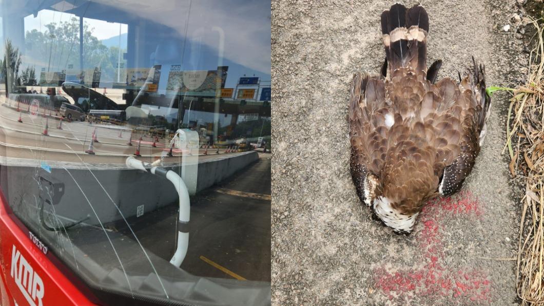 一出隧道遭「鳥擊」!港巴士玻璃爆裂 網友哀悼大冠鷲