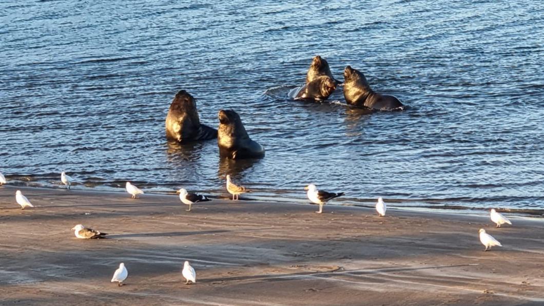 2百隻海獅染H5N1亡!禽流感「流竄阿根廷海岸」