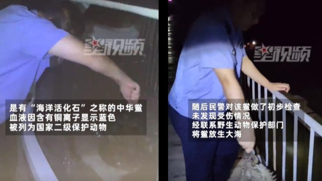 中華鱟被放生回歸大海。(圖/翻攝自微博《新浪新聞》)