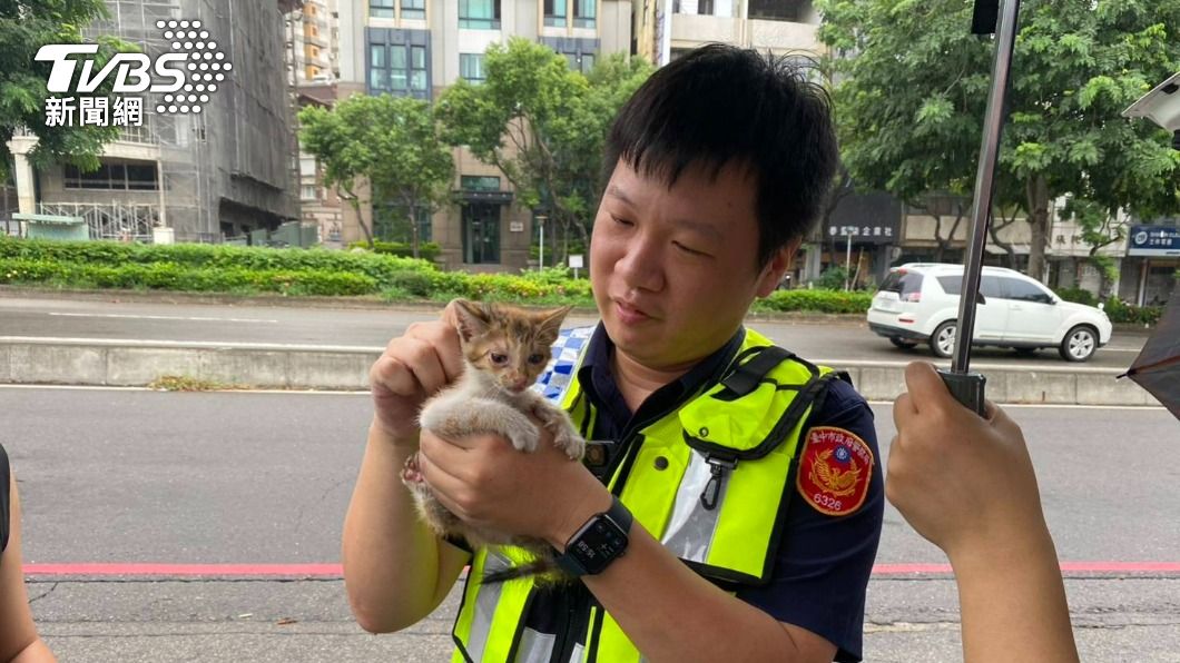 颱風天引擎室躲雨!暖警救出小奶貓 喵喵叫撒嬌萌翻眾人