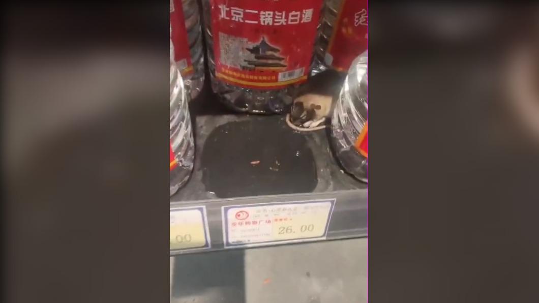 貨架上驚見一隻喝醉的老鼠。(圖 / 翻攝自微博)