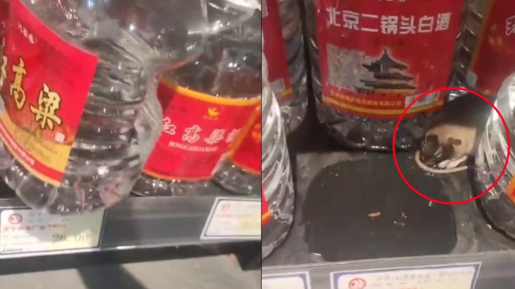 快通知家鼠！逛超市驚見肥鼠醉倒貨架上　一看白酒竟剩半桶