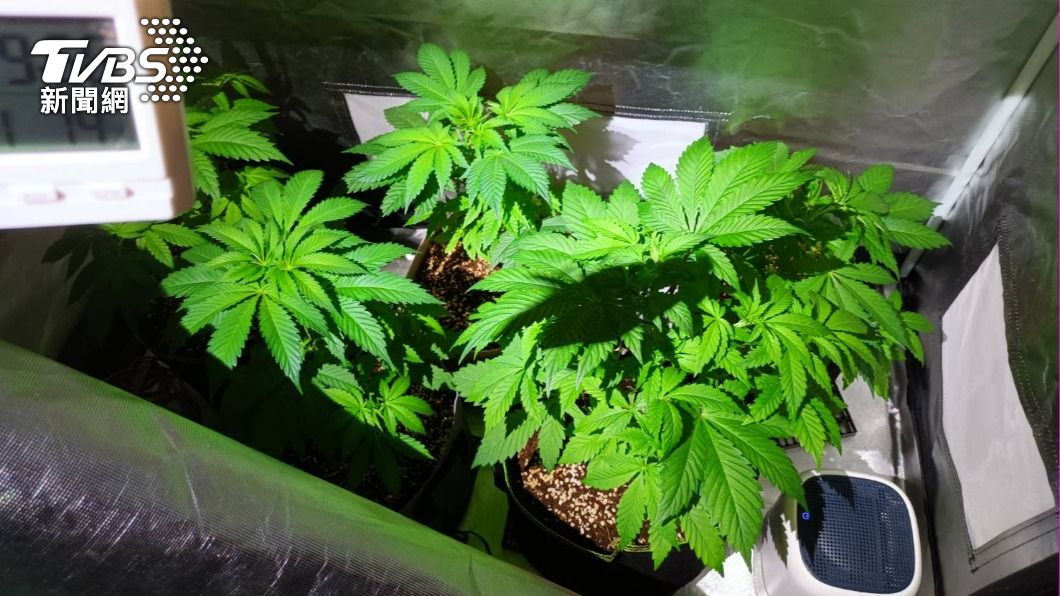 廖男種了10株大麻。(圖/TVBS)