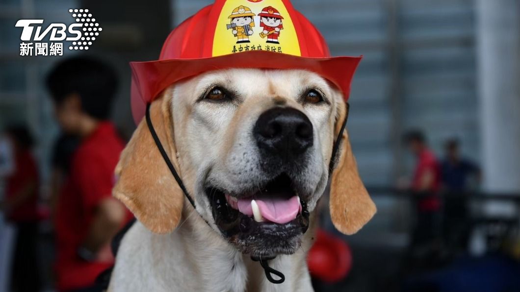 授階最高!台中搜救犬「鐵雄」光榮退休 將開放領養