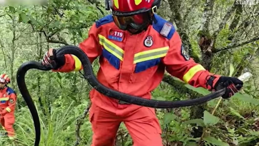 眼鏡王蛇盤踞山坡,出動消防員捕捉。(圖/翻攝自bilibili)