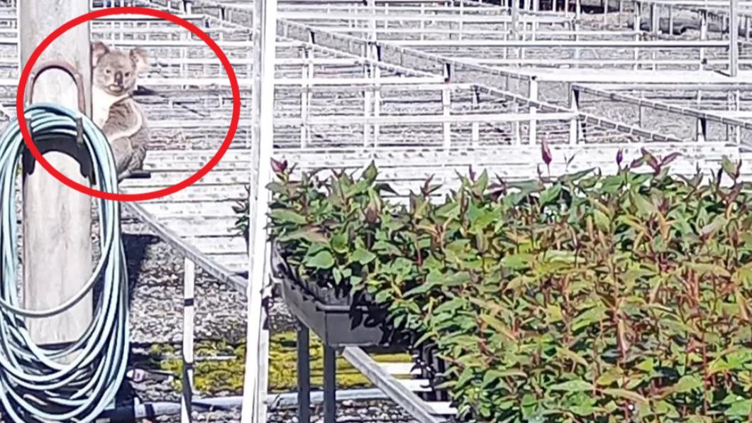 苗圃作物頻消失虧12萬! 老闆見「超萌偷吃賊」秒心軟