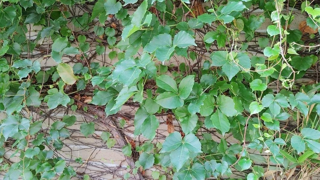 爬牆虎可作為裝飾植物，美觀又能替室內降溫。（圖／翻攝自路上觀察學院臉書）