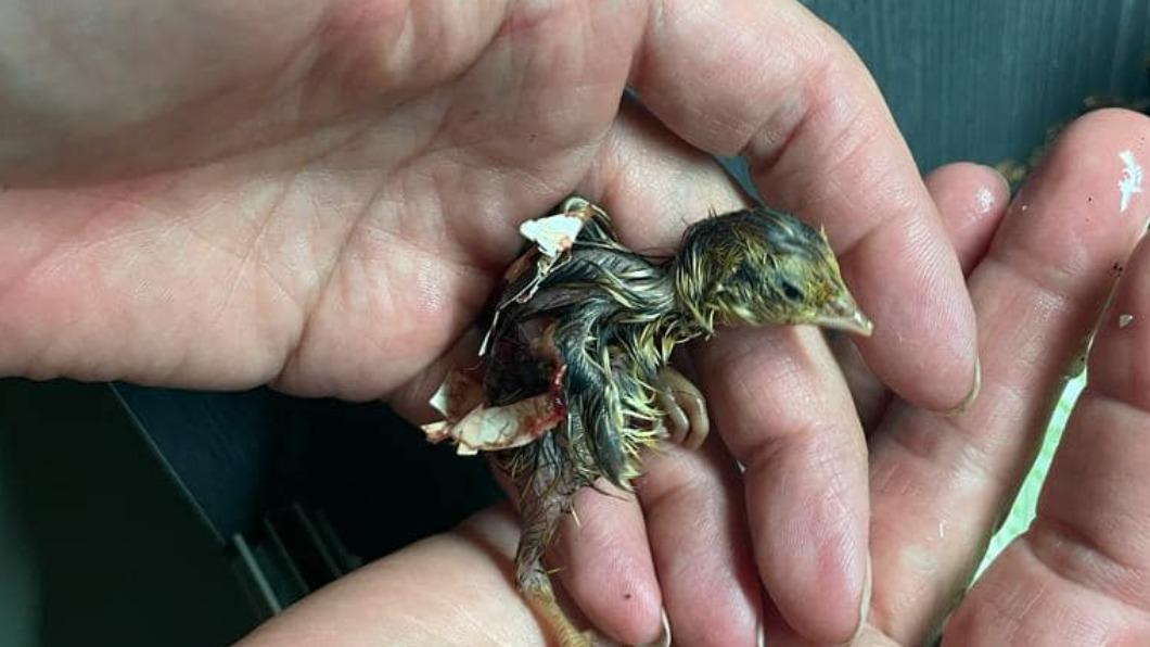 少女超市買鵪鶉蛋 竟孵出2隻小鳥老爸傻眼:家有七寵物