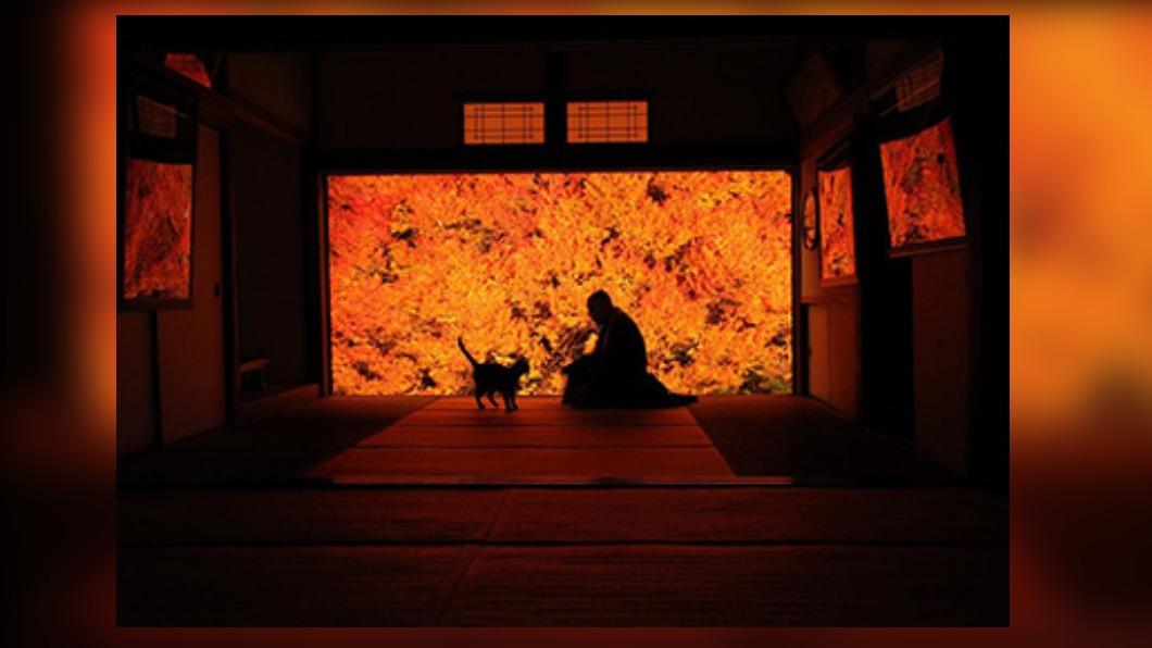 安國寺如畫般的紅葉世界。( 圖 / 豐岡市台灣推廣事務所 提供 )