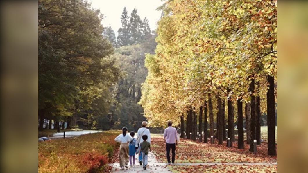 有大自然秋黃隧道的「植村直己冒險館」。( 圖 / 豐岡市台灣推廣事務所 提供 )