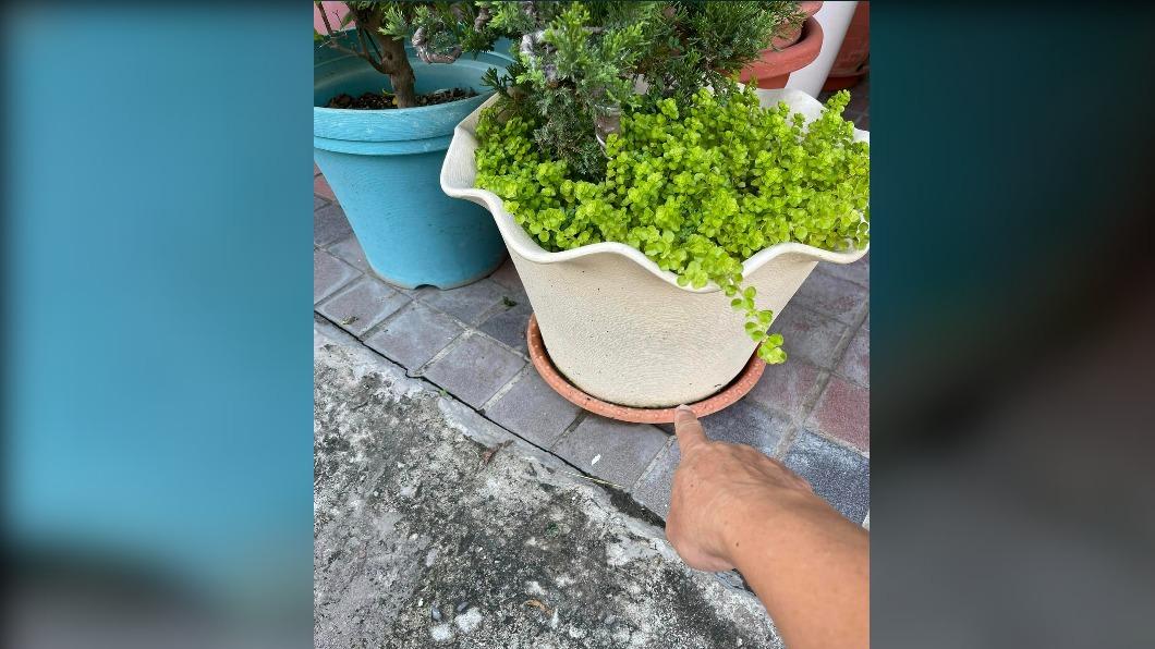 雨天盆栽積水!被開罰登革熱上網討拍 反被酸:高雄刁民