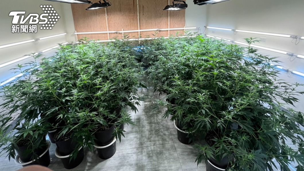 飄出夜來香味！汽車業務揪兒一起種大麻　透天厝成毒工廠