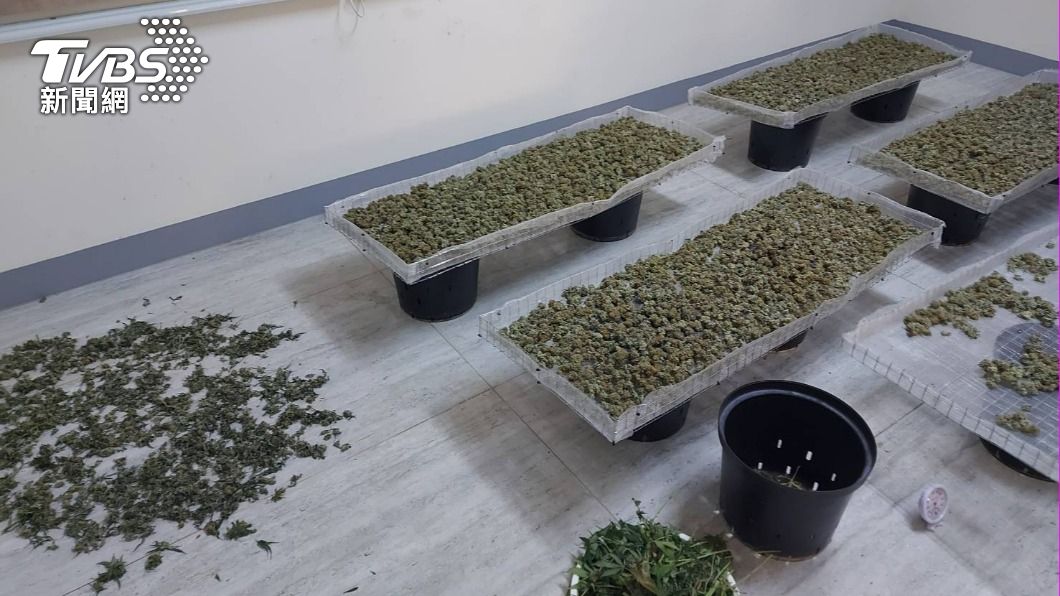 屋裡還乾燥的大麻花。（圖／TVBS）