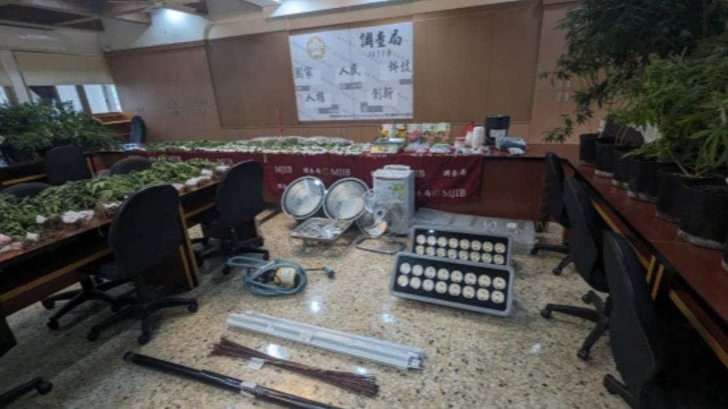 透天厝種大麻父子檔落網 初估1.5億植株、成品遭扣