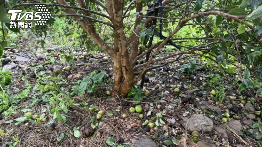 立委助爭取耕地租金減免。（圖／中央社）
