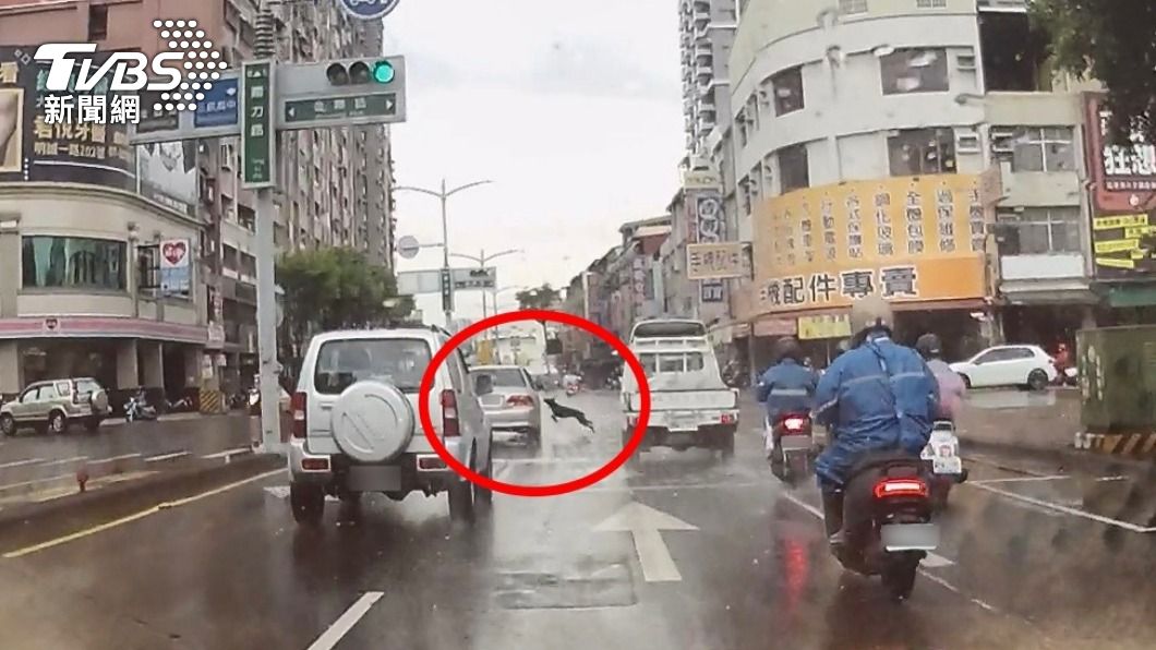 黑狗闖紅燈往路口衝刺,撞上李女轎車車門後逃逸。(圖/TVBS)