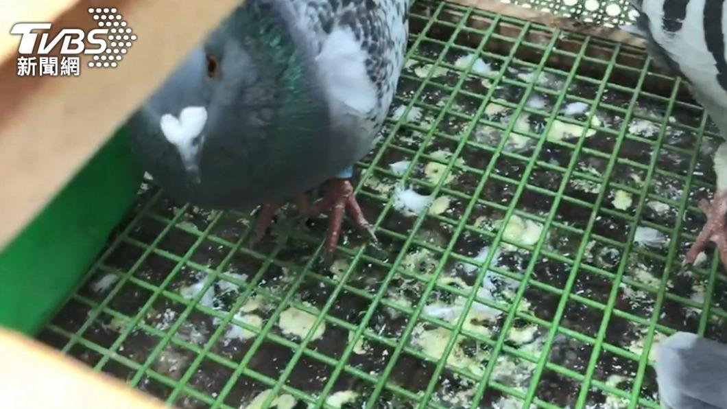 鴿子的排泄物帶有動物性的過敏原。（圖／TVBS資料畫面）
