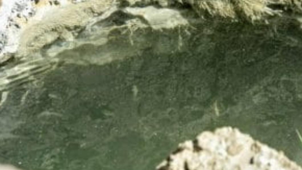 被認為生命難以生存的死海,近年也被直擊疑似水中有魚、藻。(圖/翻攝自推特)