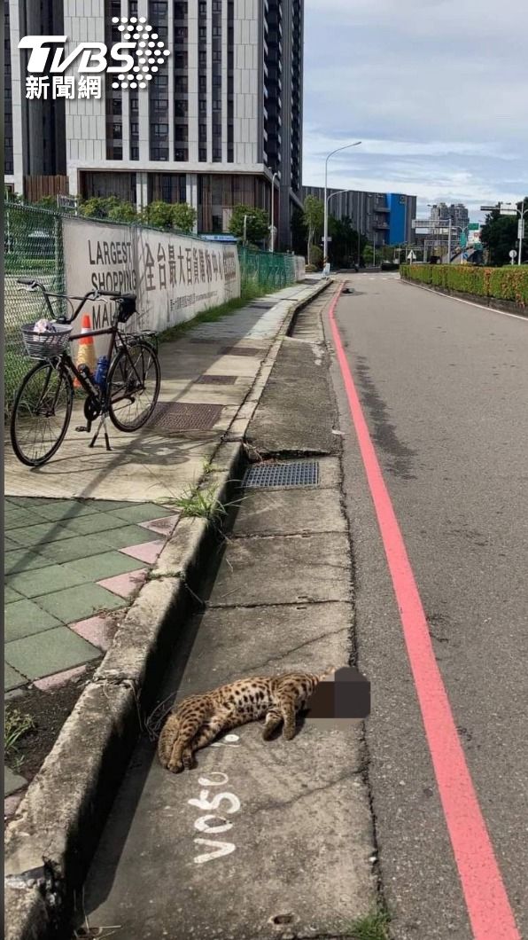 台中烏日高鐵路發現石虎遭路殺。(畫面翻攝林宏恩)