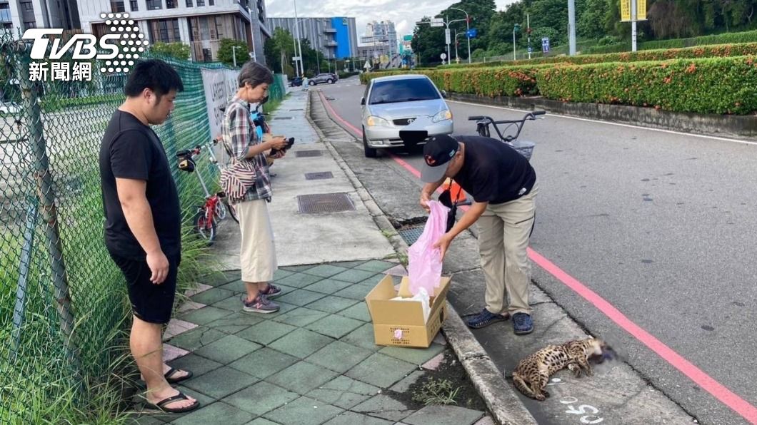 台中烏日高鐵路發現石虎遭路殺。(畫面翻攝林宏恩)