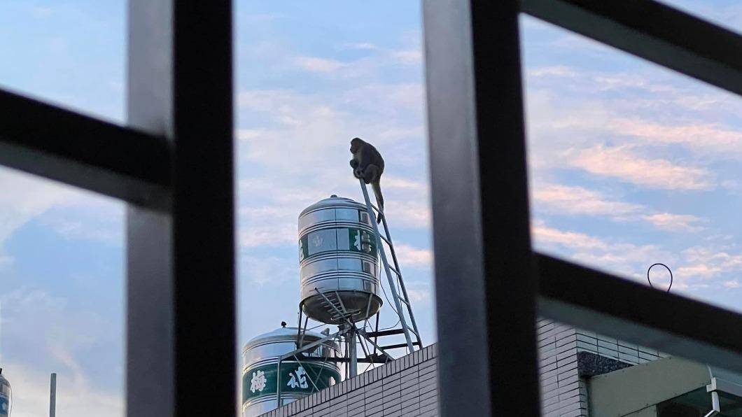 高雄獼猴爬水塔「看日出」背影好落寞　網笑：可能失戀了