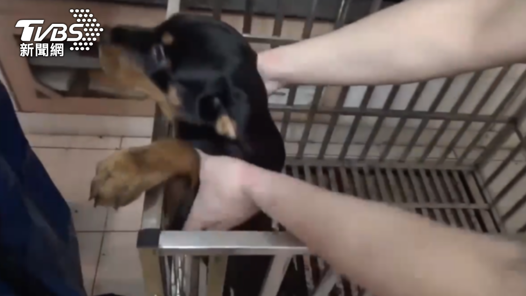 男子購買羅威那犬卻沒錢支付尾款。(圖/TVBS)