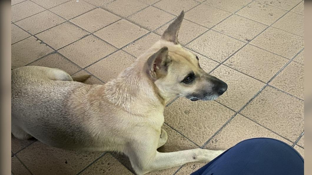 這就是官啊！高雄警所忠犬咬傷高層「被下令消失」分局回應了