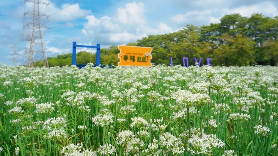 「9月雪」在彰化!連假必打卡絕美景點 韭菜花海仙氣爆棚