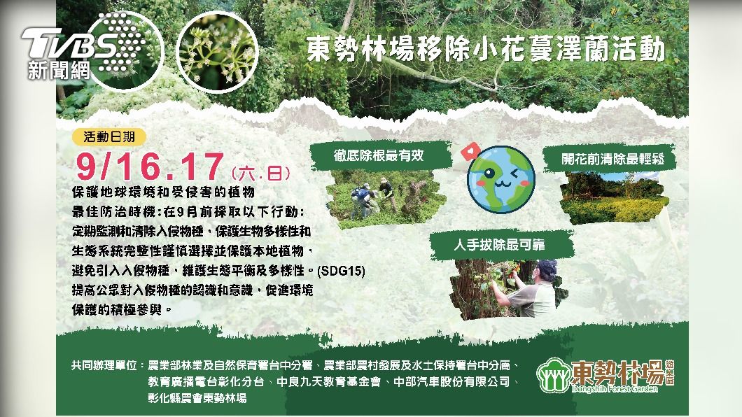 東勢林場舉辦移除小花蔓澤蘭活動