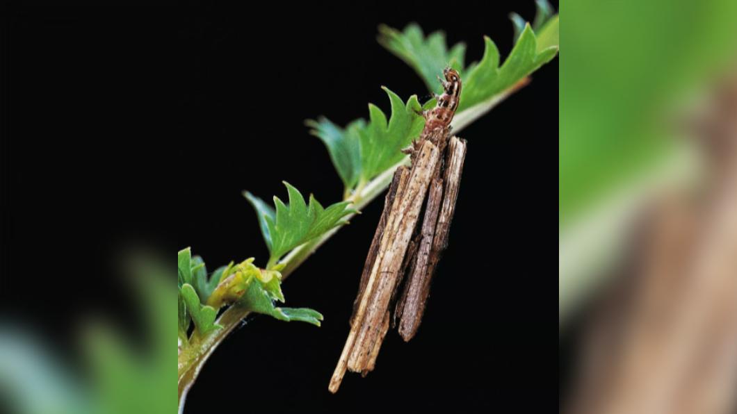 昆蟲專家指出這是包覆著樹皮的蛾幼蟲(moth caterpillar)。(圖/翻攝自《每日星報》)
