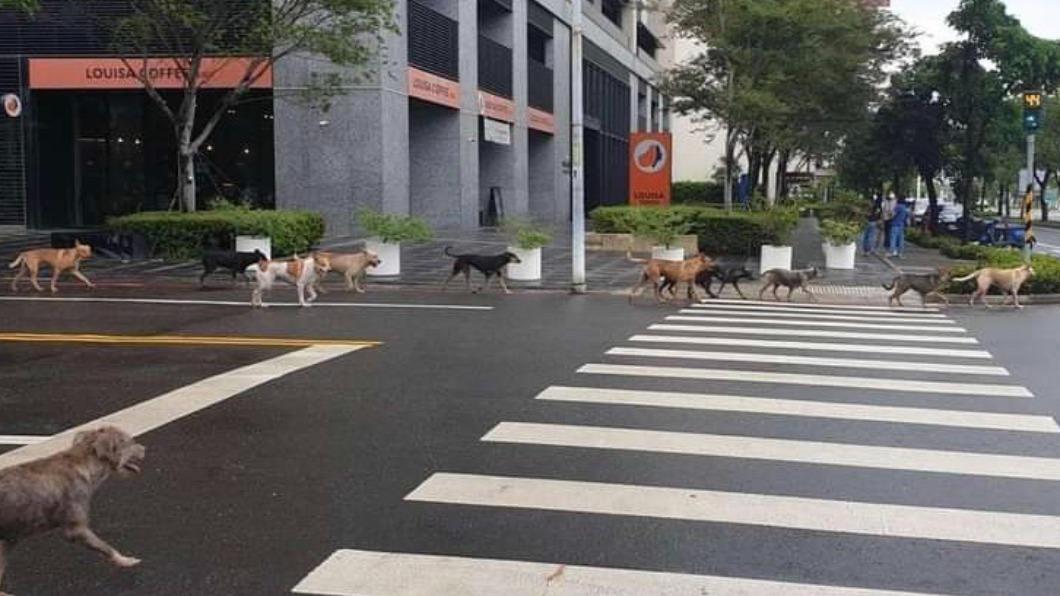 野狗集體行動引發民眾對安全的疑慮。（圖／翻攝自台南府城大小事　臉書）