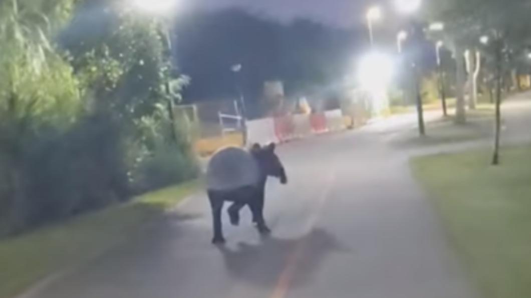 有片/男子騎車聽見馬蹄聲 轉頭嚇呆「我被馬來貘超車」