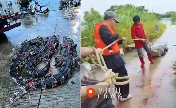 75隻鱷魚集體逃家!「只抓回8隻」公安急喊:沒事別出門