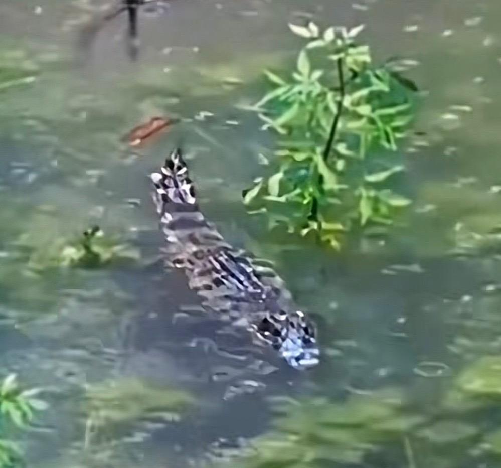 有附近居民拍下逃家的鱷魚在水裡遊蕩。(圖/翻攝自抖音)