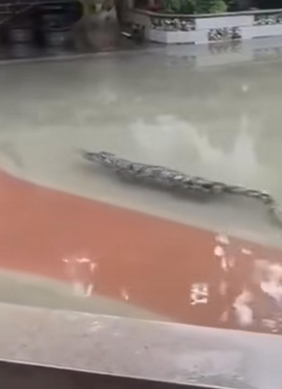 有附近居民拍下逃家的鱷魚在水裡遊蕩。(圖/翻攝自抖音)