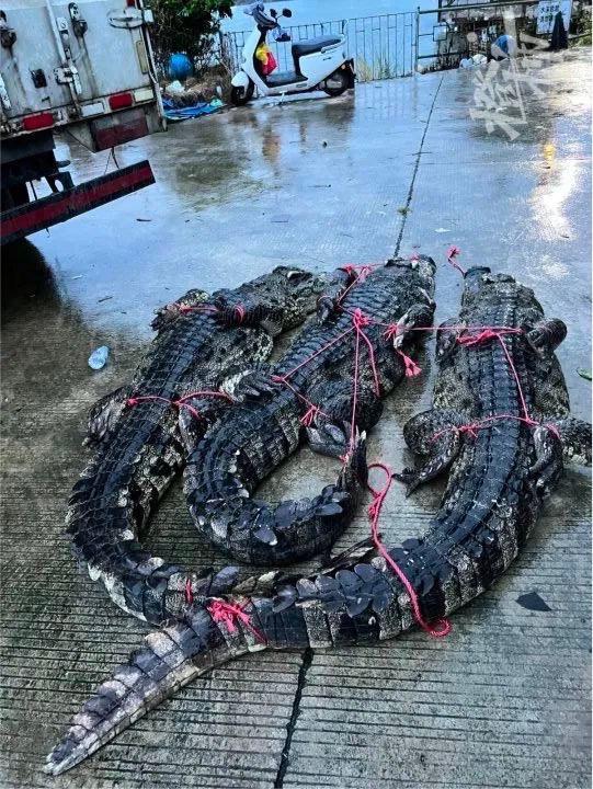 廣東省茂名市彭村湖昨有75隻鱷魚逃家,目前已抓回8隻鱷魚。(圖/翻攝自紅星新聞抖音)