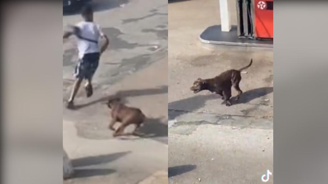 有片/英惡霸犬發狂咬人! 男被撲倒濺血民眾驚逃