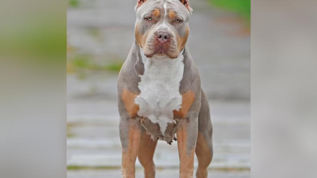 2022年英國發生的致命犬隻襲擊事件中,有60%來自惡霸犬。(圖/翻攝自《每日郵報》)