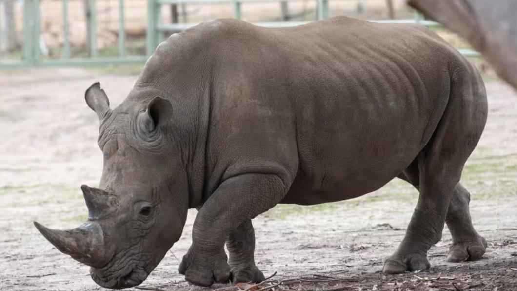 奧地利動物園犀牛「抓狂攻擊」　飼養員慘死腳下