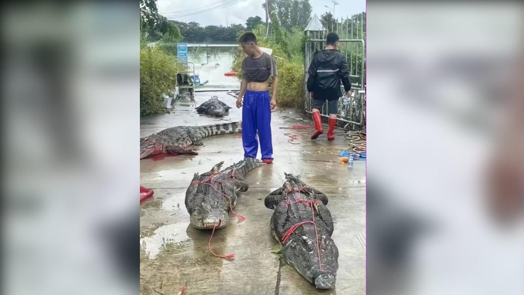部分鱷魚已被「逮捕歸案」。(圖/翻攝自 微博)