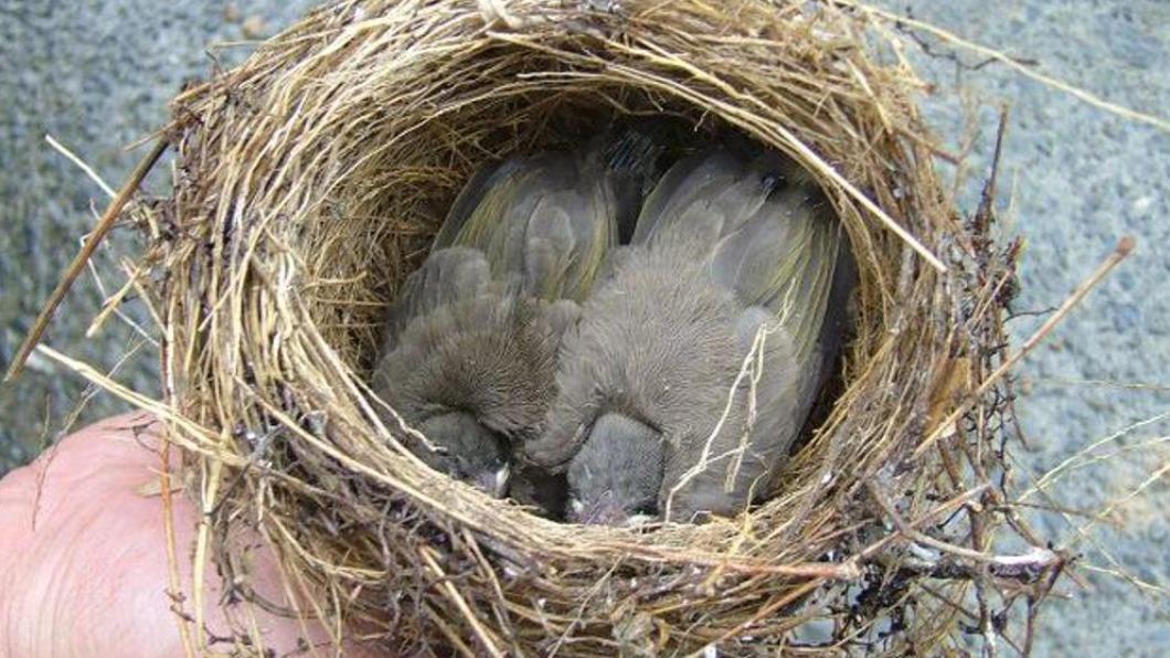 鳥寶寶別亂撿!雛鳥飛行技巧未成熟 多觀察避免好心做壞事