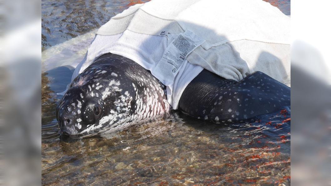 瀕危保育類革龜擱淺亡　腹內纏425公分魚線…活活餓死