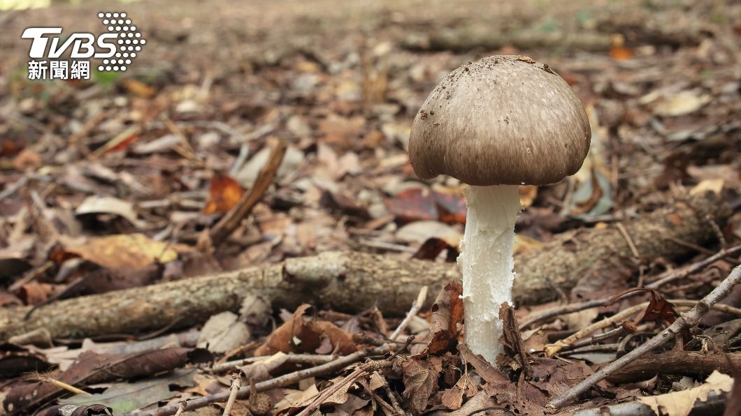 假褐雲斑鵝膏菌外型與普通蘑菇沒有太大差別。(示意圖/Shutterstock達志影像)