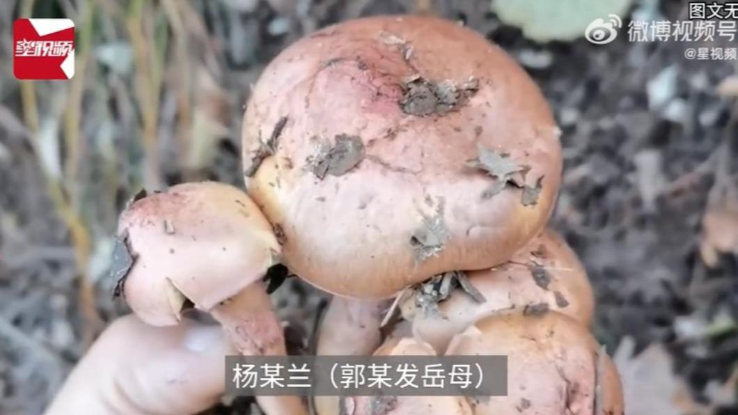 假褐雲斑鵝膏菌容易造成肝、腎損傷。(圖/翻攝自@星視頻 微博)