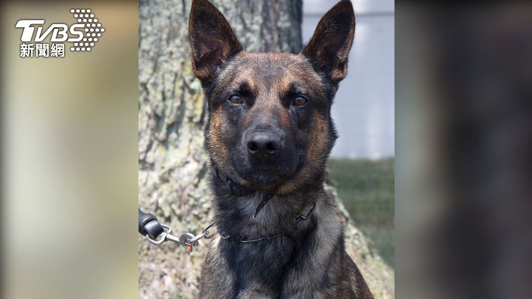 這次搶占先機阻止逃犯使用步槍、立下大功的警犬尤達（Yoda）。（圖／達志影像路透社）